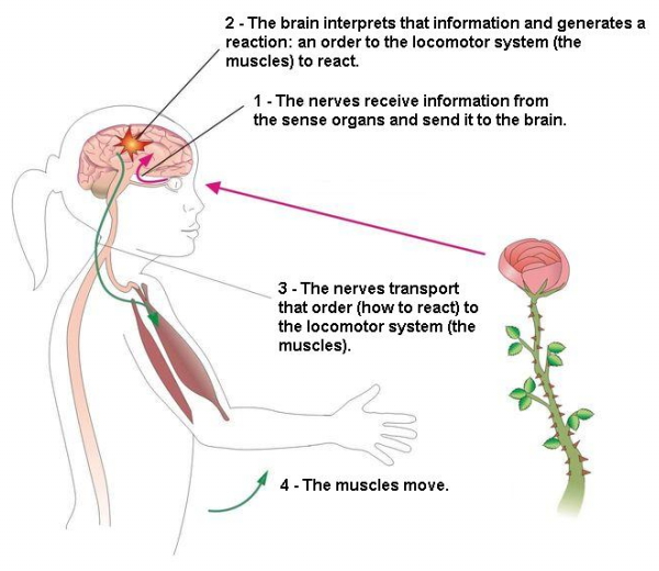 how does the nervous system work